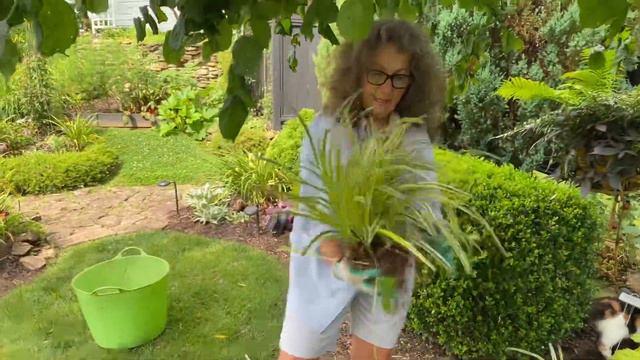 PLANTING LIRIOPE (MUSCARI) IN FRONT LANDSCAPE AND REMOVING DAYLILIES TO PREVENT DEER PRESSURE. смотреть онлайн