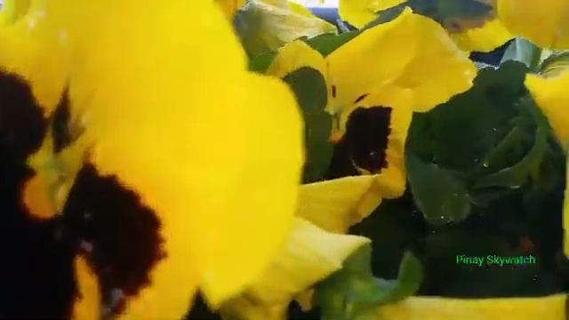 Pansies yellow flowers 💛🌼 by : Pinay Skywatch смотреть онлайн