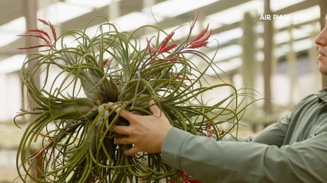 Air Plant Spotlight | Tillandsia Caput Medusae