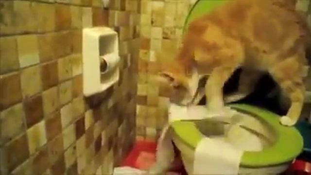 Кот на горшке??? смотреть онлайн