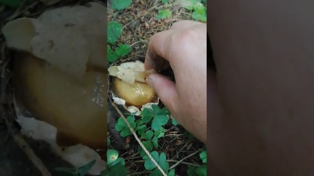 Грибной угол