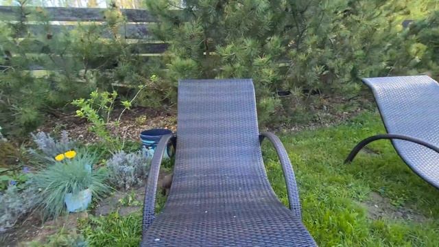 8 Weeks Old Chocolate Brown Labrador Retriever Puppy First Day At Home смотреть онлайн