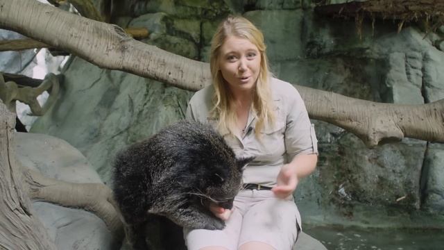 Learn About Our Amazing Binturong!