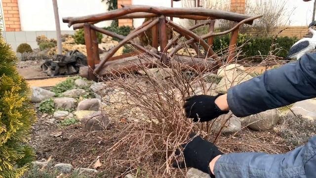 Обрезка ЛАПЧАТКИ