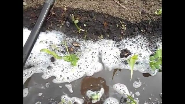 Как избавиться от медведок простыми домашними средствами. часть №2 смотреть онлайн