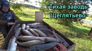 Открылись по форели. «ТИХАЯ ЗАВОДЬ» д. Щеглятьево.