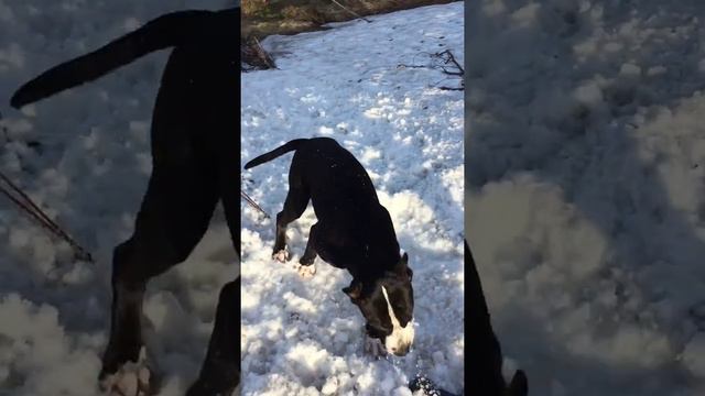 Питбуль 7 месяцев смотреть онлайн