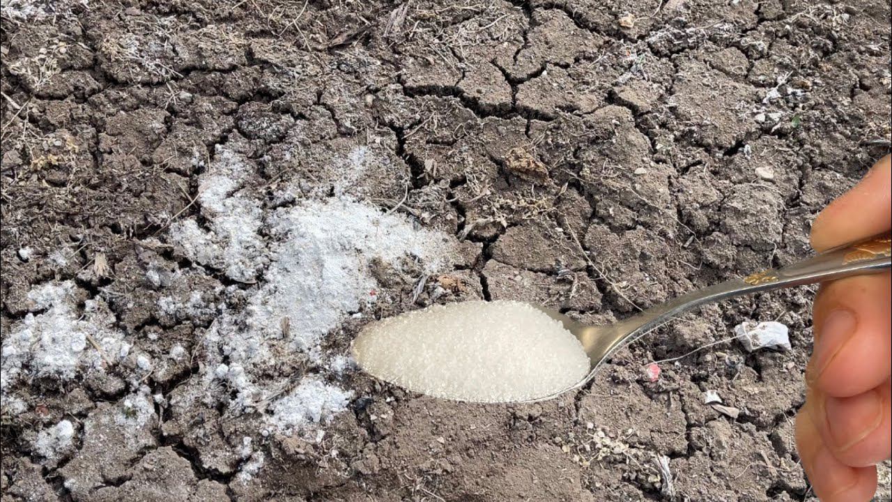 1 Ложка на Ведро Воды и Земля Как Новая! Полейте этим землю, урожая будет много! смотреть онлайн