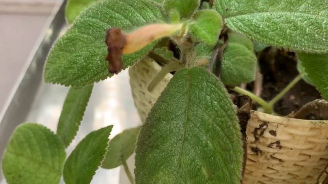 Flame Violet Episcia / Episcia cupreata смотреть онлайн