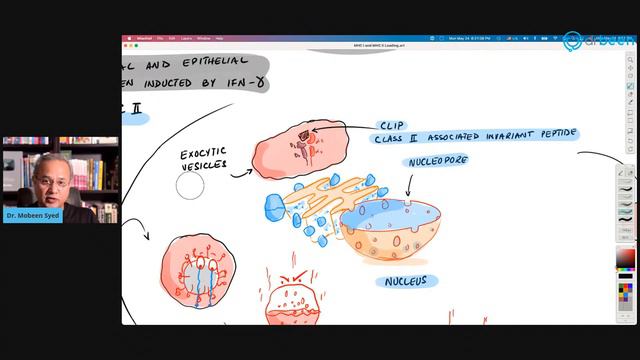 MHC I And MHC II Loading
