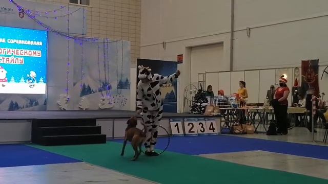 Софья и Шелдон 13 12 2020 смотреть онлайн