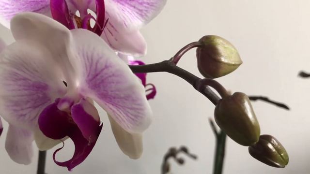 Purple & White PHALAENOPSIS смотреть онлайн