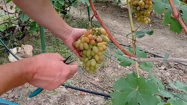 Виноград Айсберг. Новый виноград. Хороший виноград