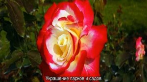 Роза Дабл Делайт (Double Delight) — выращивание декоративного кустарника