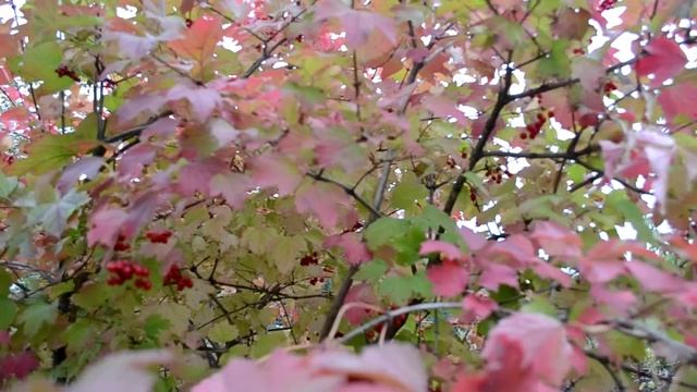 Осень Ягоды калины Куст калины смотреть онлайн