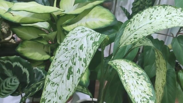 Обзор комнатных растений на 1е декабря . Немного новинок смотреть онлайн