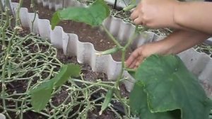 Пошаговое опускание плетей огурцов. 20.09.2015