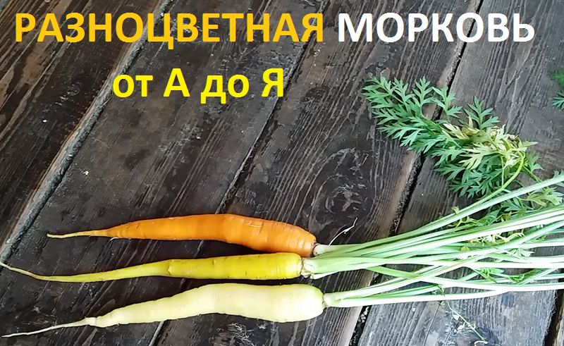 Разноцветная морковь от А до Я смотреть онлайн