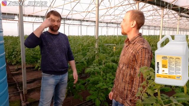 Цетус, 5 килограмм с куста в зимне-весеннем обороте смотреть онлайн