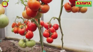 Гибрид Красная Армия F1. Богатая Урожайность 20-21 кг/кв.м.