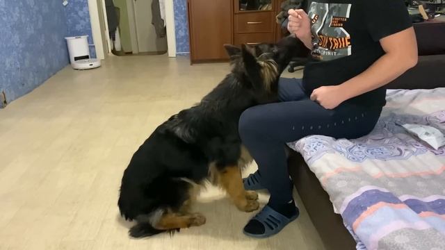 ДРЕССИРОВКА ДЖЕССИНДЫ ПРЯНИКОВОЙ. ПОСЫЛКА ОТ ПОДПИСЧИЦЫ смотреть онлайн