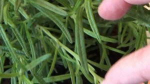 Укореняем черенки розмарина из супермаркета