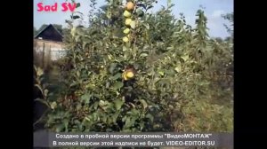 яблони первое плодоношение 1