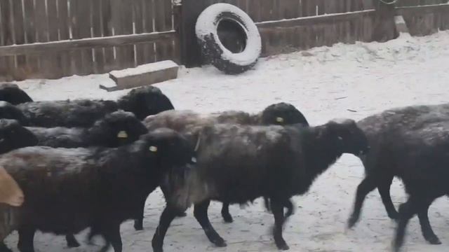 Обзор овец? ▶ последний день зимнего пастбища смотреть онлайн