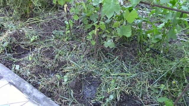 Посадка огурцов в июле. Замечательный срок посадки семян ! смотреть онлайн