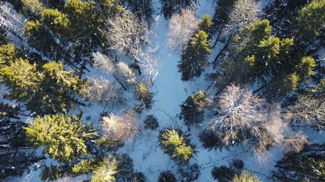 С мамой на лыжах в Козицынский лес смотреть онлайн