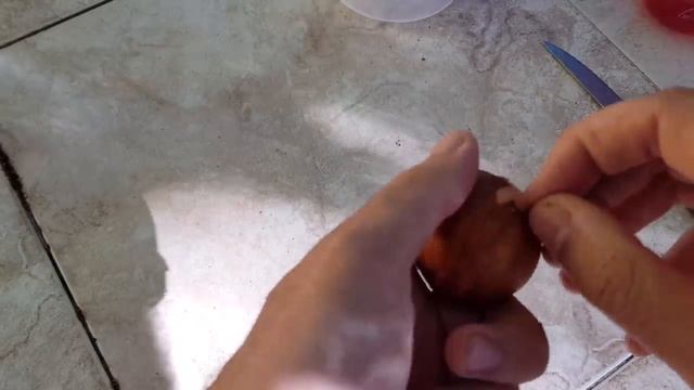 2 MÉTODOS para Germinar aguacate RÁPIDO (30 dias) ? Sin palillos | Sembrar hueso o Semilla de Palta смотреть онлайн