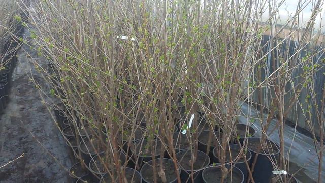 Купить вишню трехлетку смотреть онлайн