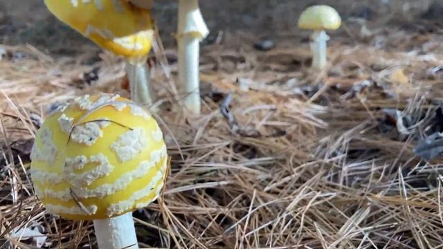 Amanita Muscaria (Fly Agaric), A Closer Look. Tea Experience? смотреть онлайн