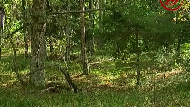 що приносять з лісу грибники смотреть онлайн