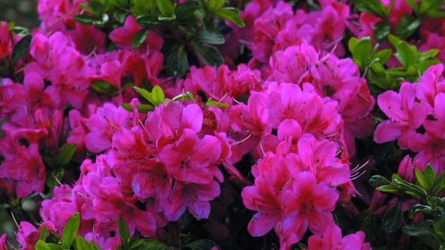 #азалия #azalea #relaxingmusic #beautiful #flowers смотреть онлайн