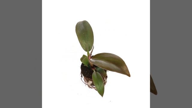 Evanthia | Philodendron Imperial Red 3D смотреть онлайн