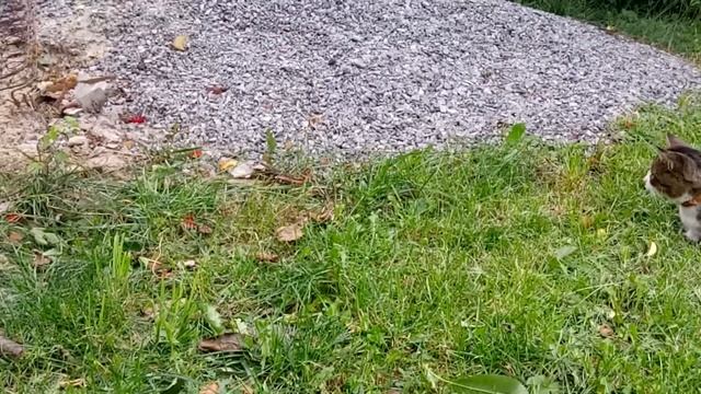 Кот, который боится мыши. Мышь играет с котом. смотреть онлайн