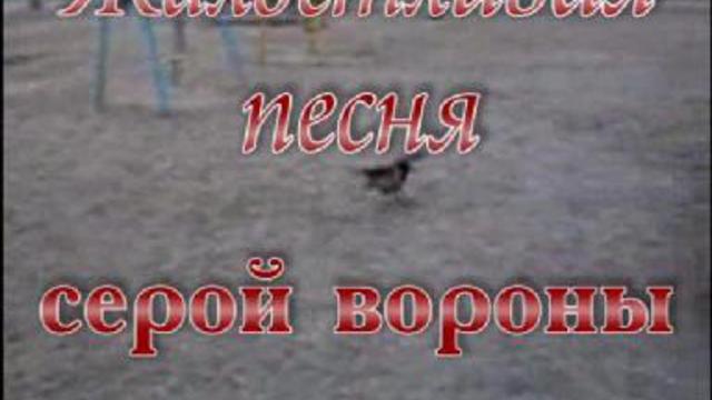 Жалостливая песня серой вороны смотреть онлайн
