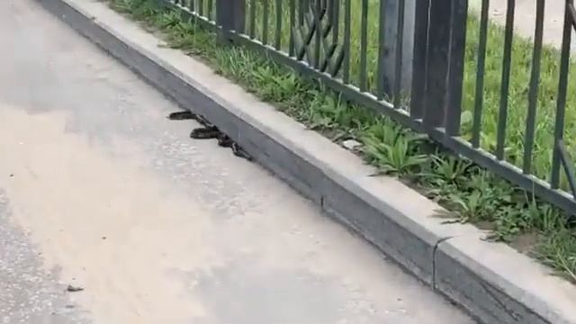Змея ползает по Хабаровску смотреть онлайн