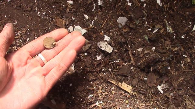 Монеты со всадником копали на глазах у местных смотреть онлайн