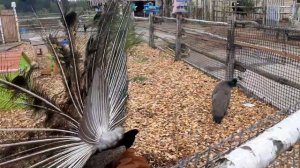 Брачные игры павлинов