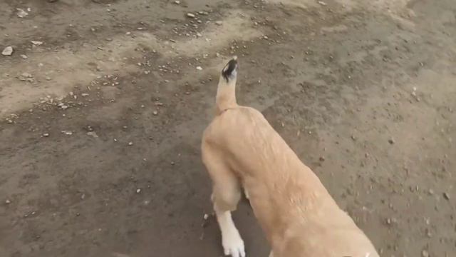 Социализация Волкодава первая прогулка щенка по городу Грузинская горная собака НАГАЗИ Афина смотреть онлайн