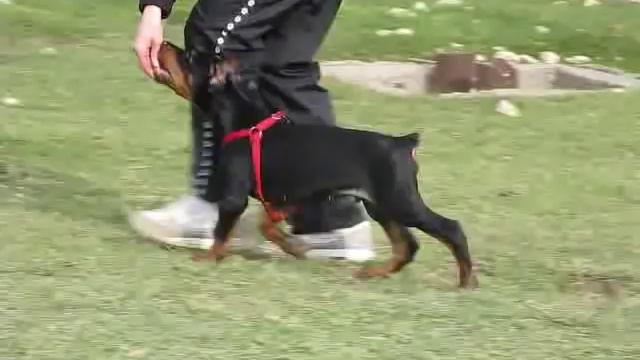 Klassik Allert Iz Komandy Azart (2 Months) . Obedience.