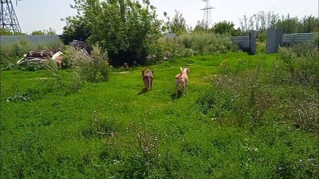 Медитация, релакс. / Приют для собак г Ефремов смотреть онлайн