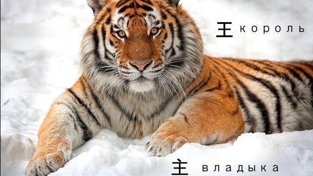 Тигры и интересные факты о них смотреть онлайн