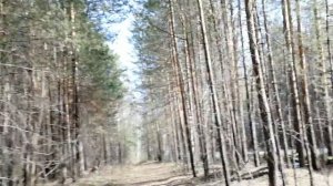 Сергей Наговицын (Пермь, Закамское кладбище)