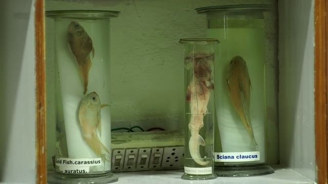 ИндоЭтноЭксп №6 Проездом через Джамму смотреть онлайн