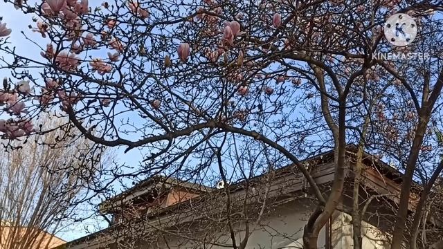 Лена Хеппи.Ушла в запой по версии Кристины Никадимуссс,которая набивалась в подружки и слала донаты смотреть онлайн