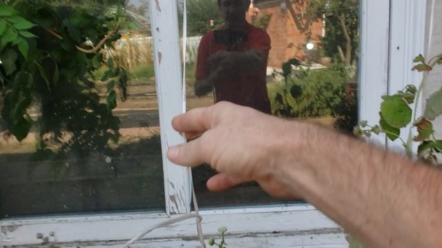 Первая ягода ежевики Блэк Джем у меня на участке смотреть онлайн