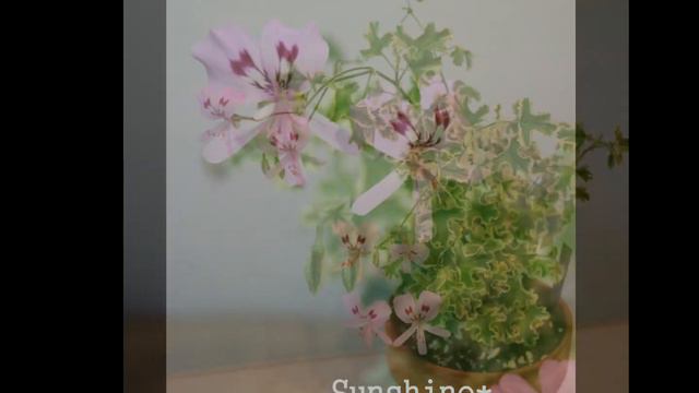 204. Galway Star 2017~2018 센티드 골웨이스타 Pelargonium смотреть онлайн
